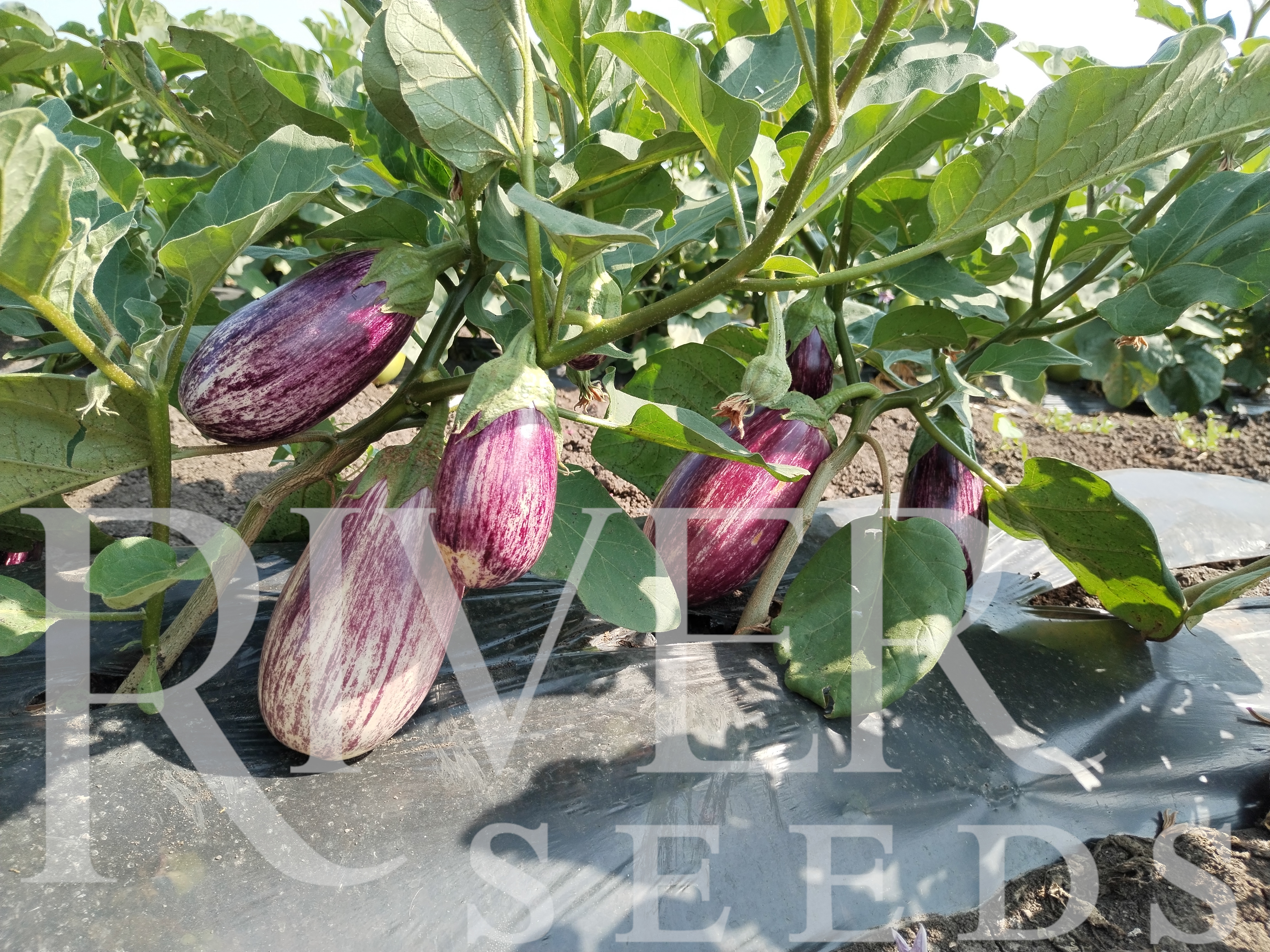 Семена баклажана тронто f1 - river seeds (риверсидс)